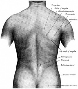 muscoli-schiena-263x300_CHIPOS_Jesi